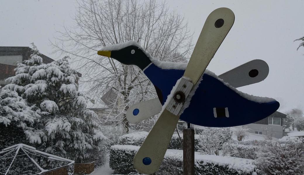 Eisvogel