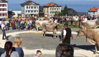 Eindrückliche Viehschau in Wolfhalden