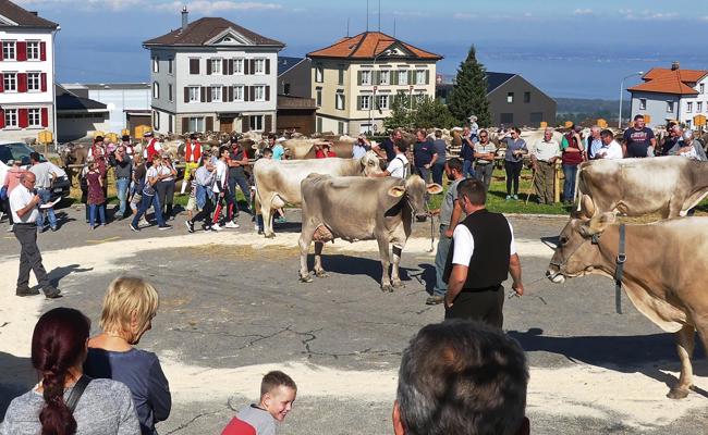 Eindrückliche Viehschau in Wolfhalden