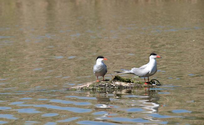 Vogel-Exkursion mit der Dampflok an die Schleienlöcher