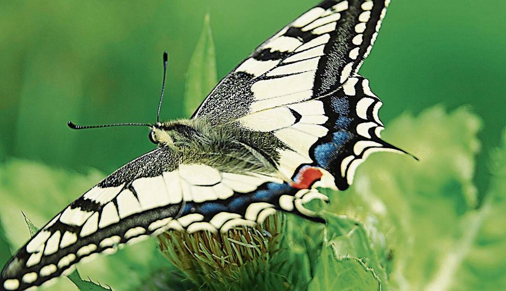 Ein Schwalbenschwanz auf einer Kohldistel, die nicht mehr oft vorhanden ist. 