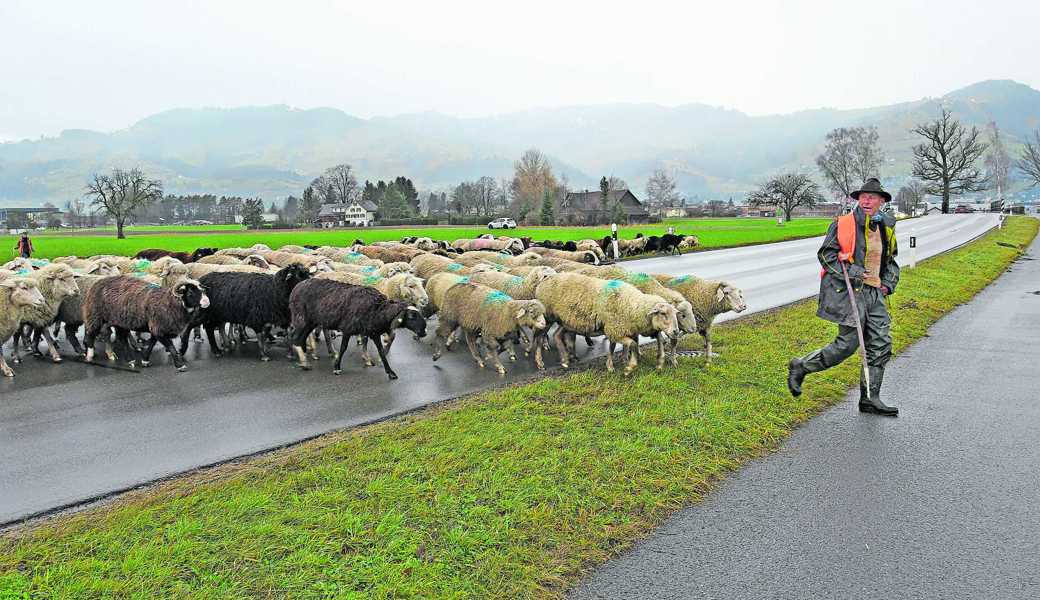 Der Hirte beschützt die ihm anvertrauten Schafe vor Gefahren. 