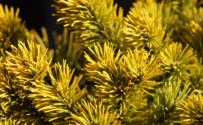 Diese Kiefer wird im Winter goldgelb – das steckt dahinter