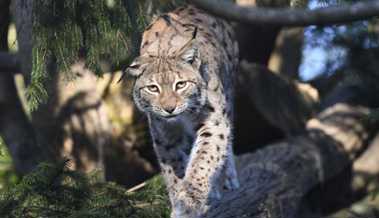 Raubkatze auf Beutezug: Luchs reisst zwei Rehe