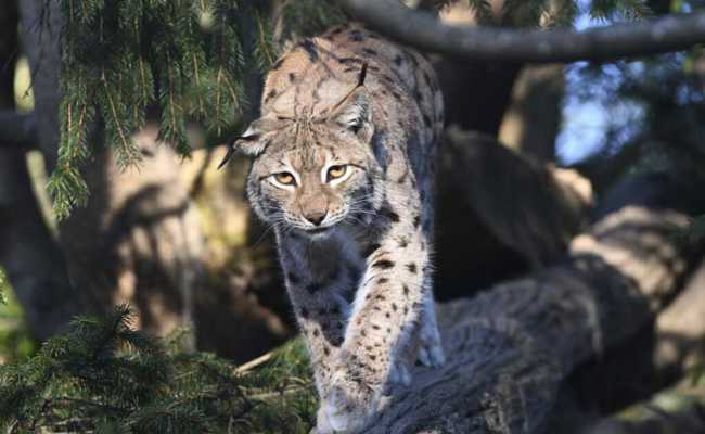 Raubkatze auf Beutezug: Luchs reisst zwei Rehe