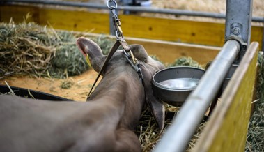 Drei Rinder vom Olma-Gelände ausgebrochen: Zwei Kinder wurden leicht verletzt, ein Tier erschossen Drei Rinder vom Olma-Gelände ausgebrochen: Zwei Kinder wurden leicht verletzt, ein Tier erschossen