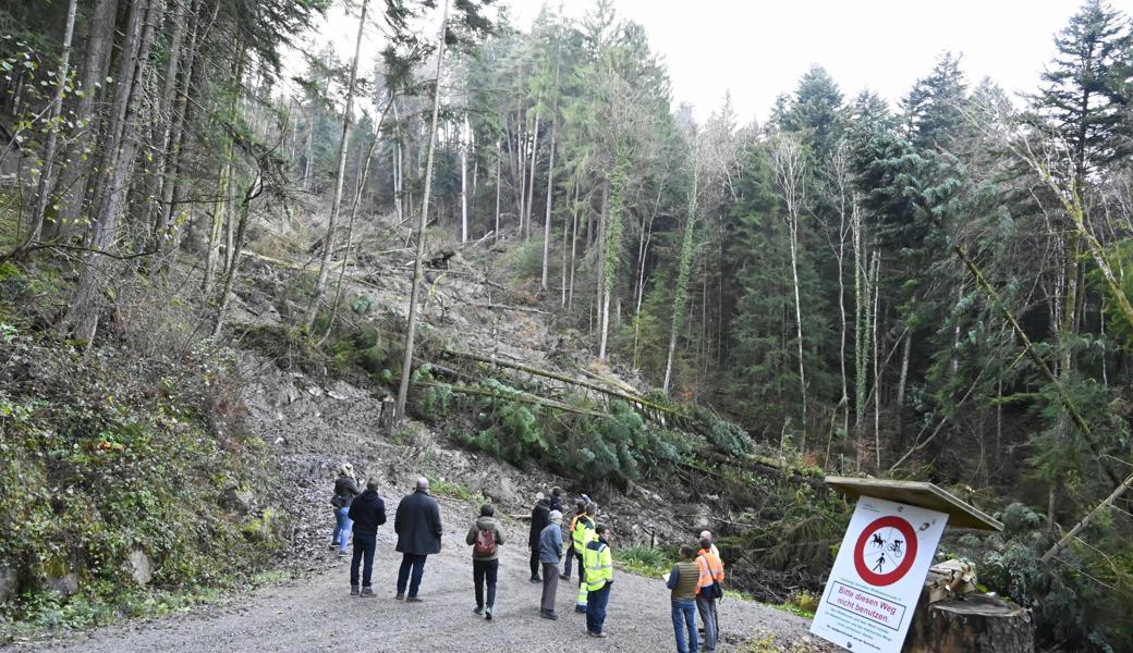 Der Rutsch ist um die 300 Meter lang und reicht bis 15 Meter tief. Die Bäume darauf werden die nächsten Wochen geräumt.