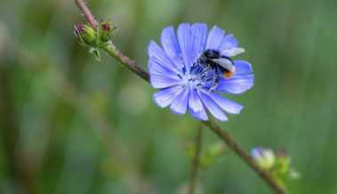 Biodiversitätsführung durch den Siedlungsraum