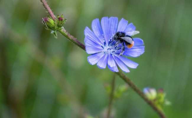 Biodiversitätsführung durch den Siedlungsraum