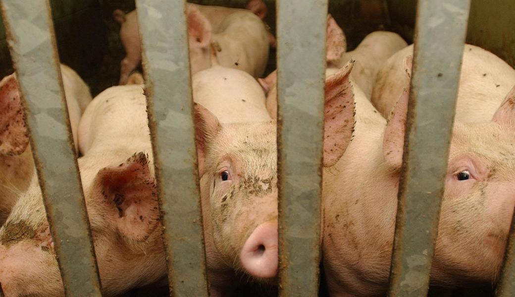 Fleisch oder Ferkel: Unser Verhältnis zu Tieren ist ambivalent.