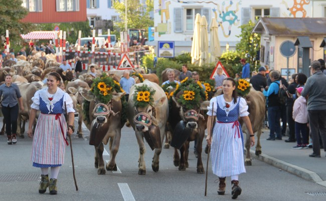 In der Region hat die Viehschau auf der Breite einen besonderem Charakter