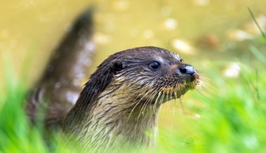 Der Fischotter stösst vom Rheintal in die Linthebene vor