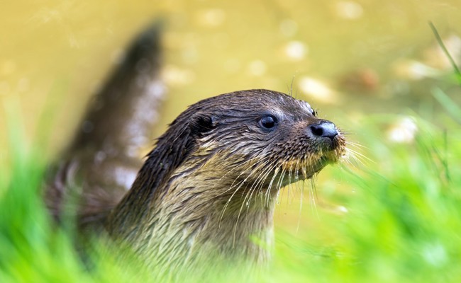 Der Fischotter stösst vom Rheintal in die Linthebene vor