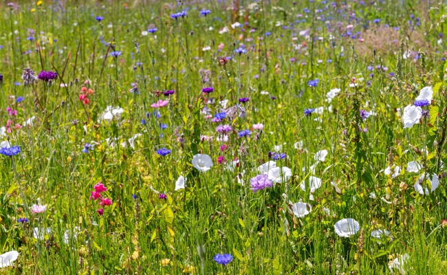 Blumige Gutscheinaktion: Im Rheintal liegen 1800 Franken in der Natur verteilt