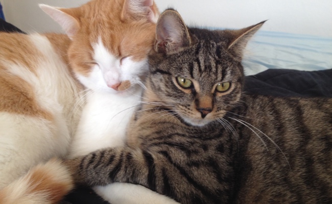 Fensterläden runter und Radio an: So wappnet sich die Katzenstation gegen die Silvesterknallerei