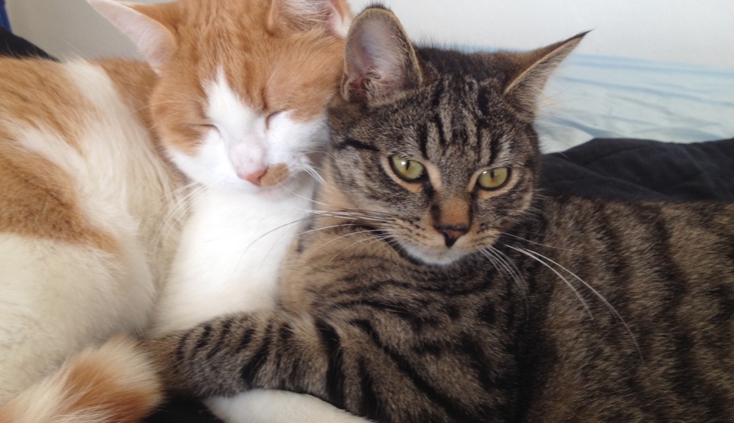 Fensterläden runter und Radio an: So wappnet sich die Katzenstation gegen die Silvesterknallerei