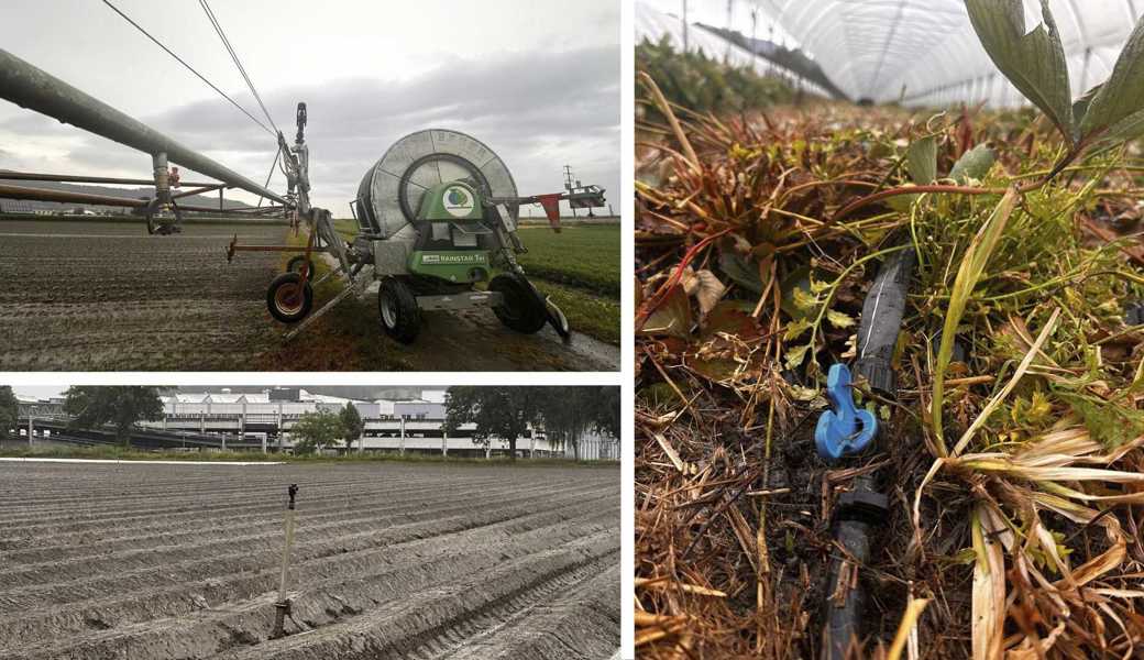Die drei Bewässerungstechniken, die Florian Gasser und sein Team auf dem Böschenhof in Au einsetzten: (im Uhrzeigersinn) Der Rollomat, die Tropfbewässerung mit den Bodenleitungen und die Sprinkler auf dem Feld. Bildcollage: cw
