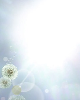 Pusteblume