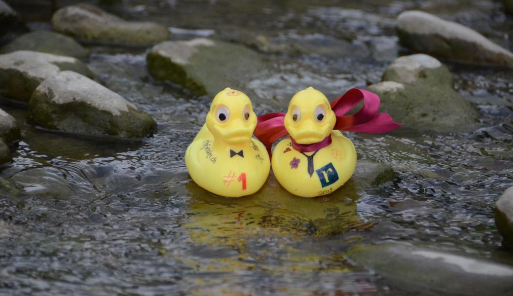 Der Entenherr und die Entendame trainieren für das 13. "Rheintaler" Entenrennen. Der Entenherr und die Entendame trainieren für das 13. "Rheintaler" Entenrennen.