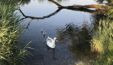 Schwanenmutter sucht Ruhe