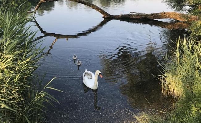 Schwanenmutter sucht Ruhe