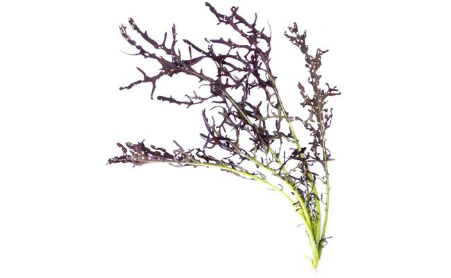 Gartentipp: Nun ist die Zeit der Asiaten