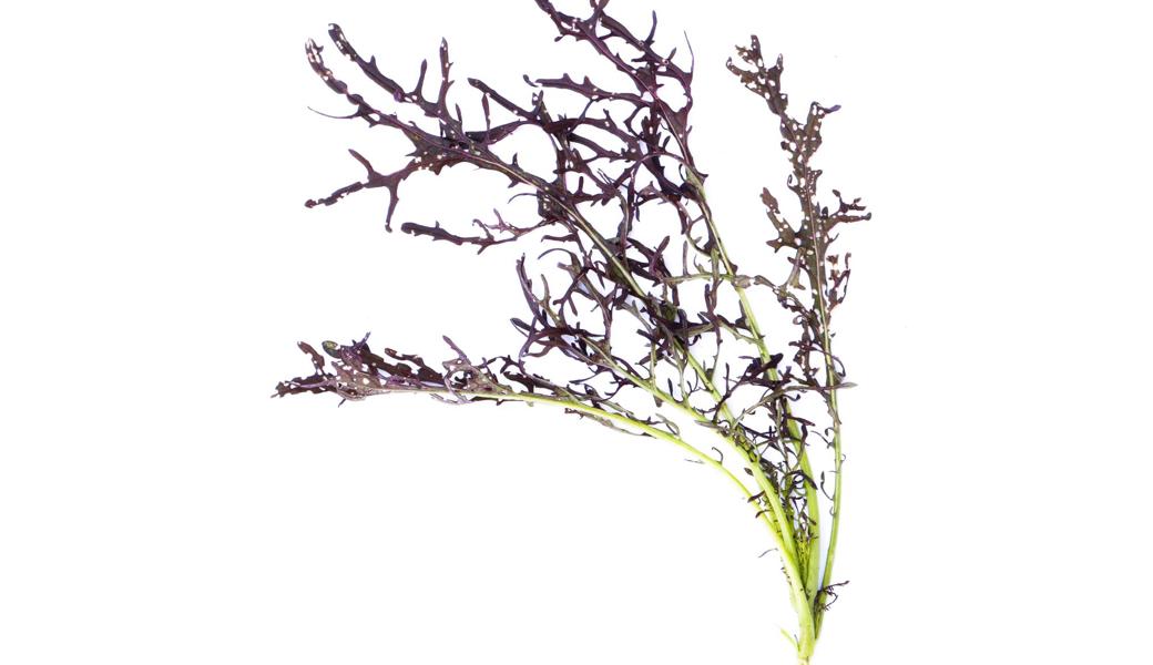 Die kleinen Frasslöcher der Erdflöhe sind zwar unschön, stören beim Genuss der stark geschlitzten Asia-Salat-Sorte «Moutarde Rouge Metis» aber nicht. 