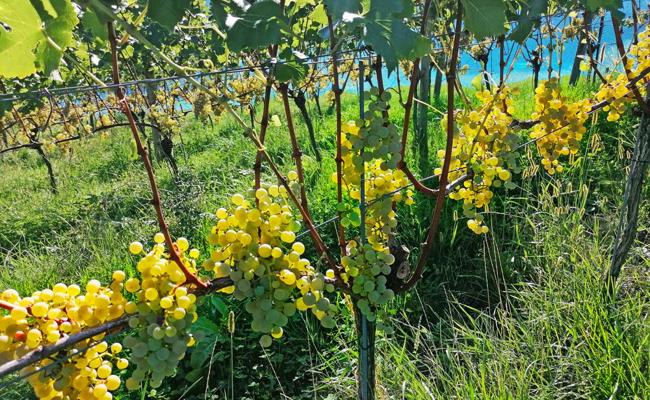 Garten: «Hier bin ich Mensch»