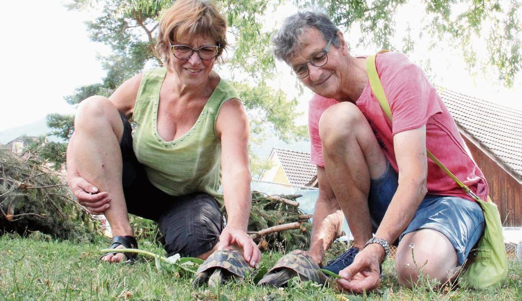 Bis Elfi und Mario Köppel über ein neues Fünf-Stern-Alcatraz verfügen, verbringen die Schildkröten zwei Monate bei Jasmin Hutter.