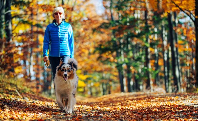 «Der tut nichts» reicht nicht: So entschärfen Hundehalter und Spaziergänger brenzlige Situationen