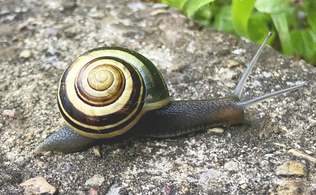 Ausgerechnet eine Schnecke ist das Tier des Jahres