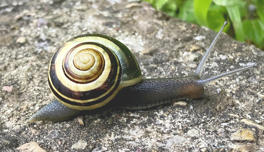 Ausgerechnet eine Schnecke ist das Tier des Jahres
