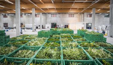 Kein Hanf aus der Fischfabrik