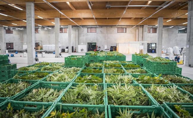 Kein Hanf aus der Fischfabrik