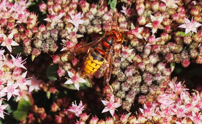 Garten: Hornissen töten nicht
