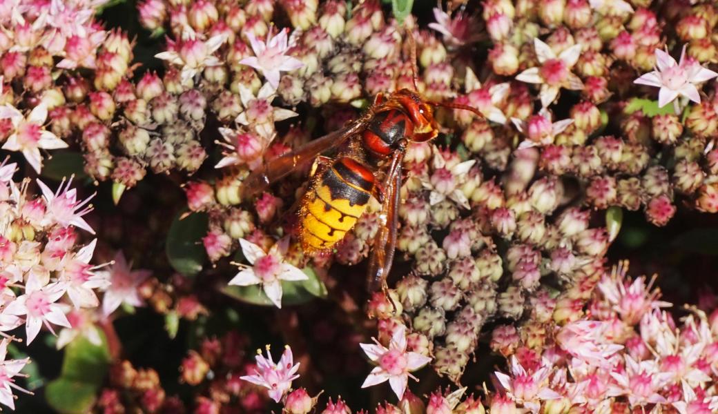 Auf Blüten sitzend sind Hornissen für den Menschen harmlos. In der Nähe ihrer Nester aber nicht!   
