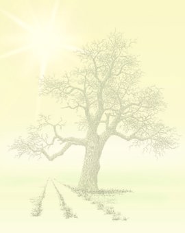 Baum