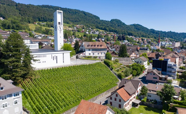 Reben in Privatgärten: Rebstein will zum Jubiläum eine Tradition wiederbeleben