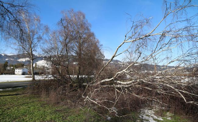 Abgesägt: Lücken in der Birkenallee