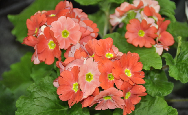 Die Becherprimel ist ein bewährter Klassiker, der in hellen Wohnräumen gedeiht