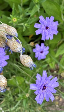 Unsere Autorin vertraute der KI und erlebte mit der Rasselblume eine Überraschung