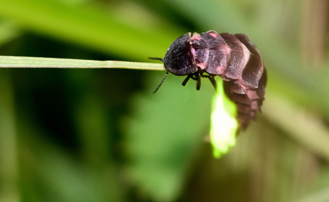 Rheintaler Glühwürmchen-Entdecker gesucht: WWF und Walter Zoo möchten Leuchtkäfer retten