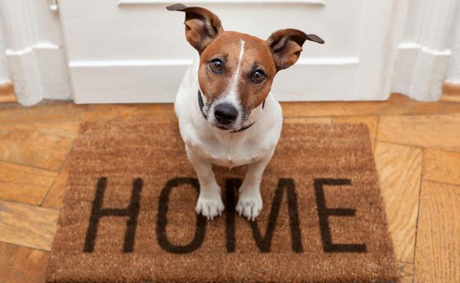 Auf den Hund gekommen