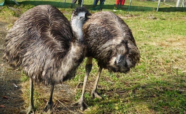Vorschlag für namenlose Emus