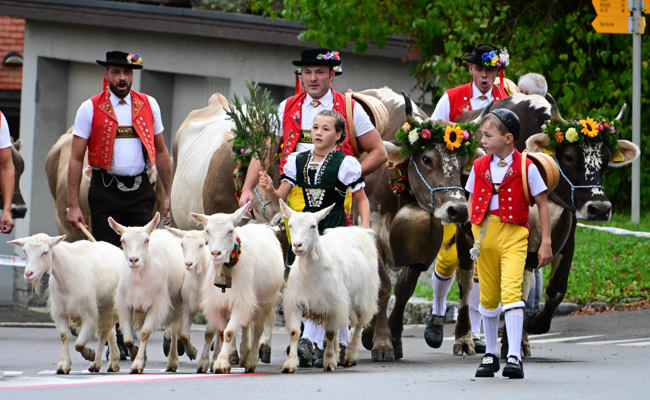 Viehschau Oberegg: Ein Volksfest mit einer Miss, die Paloma heisst