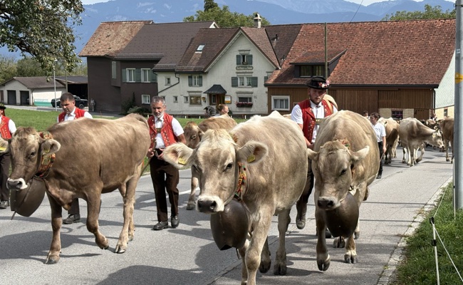 Trotz Wassermangel verbrachten die Eichberger Rinder den ganzen Sommer auf der Alp