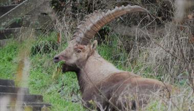 Steinbock auf der Autobahn