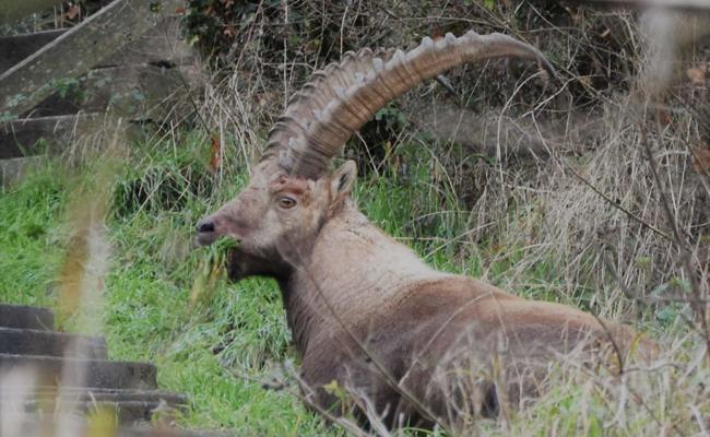 Steinbock auf der Autobahn