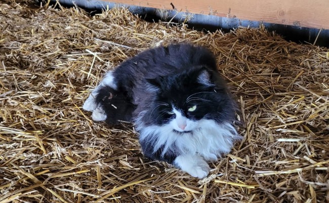 «Es ist ruhig»: Den Tierschutz freut nach Silvester die geringe Zahl an vermissten Katzen