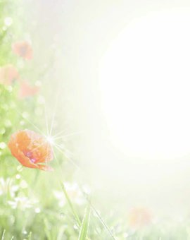 Wiesenblumen